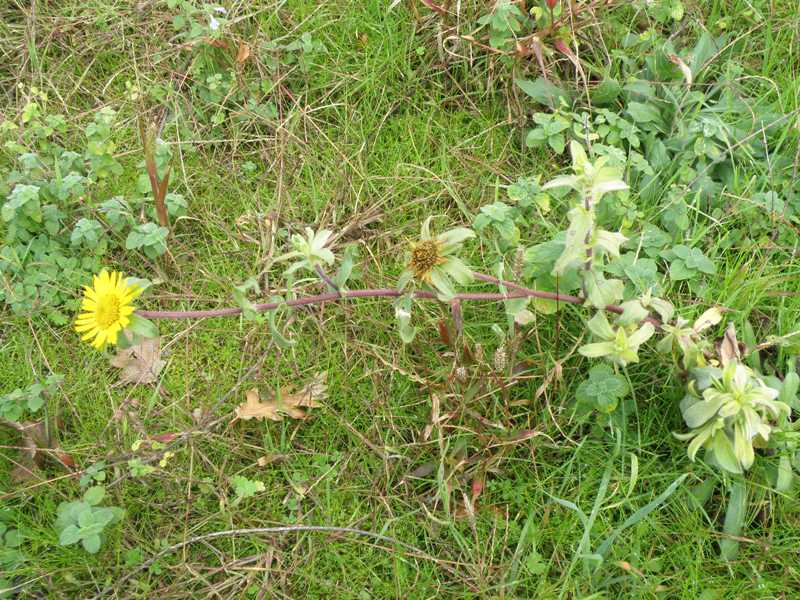 Pallenis spinosa (L.) Cass.