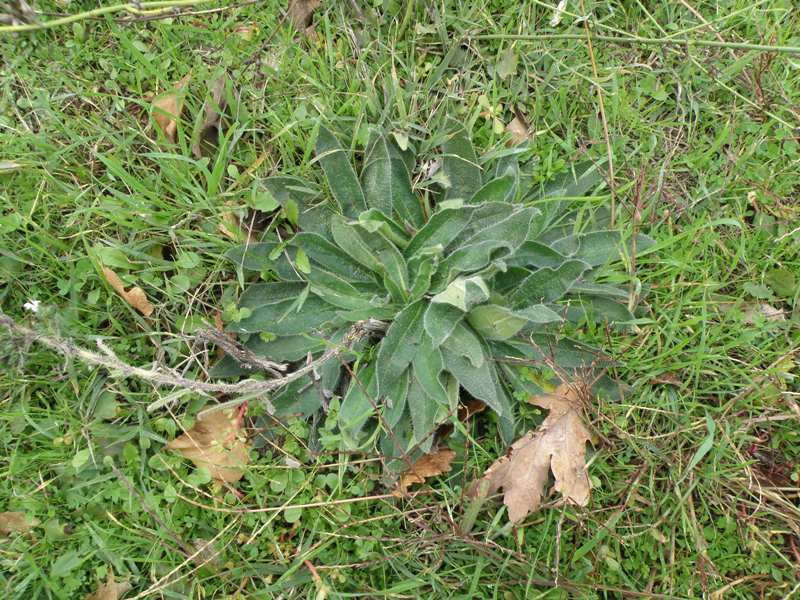 Echium italicum