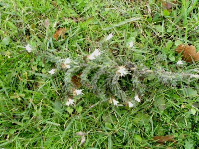 Echium italicum