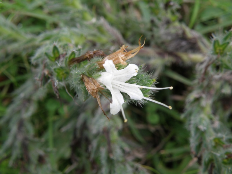 Echium italicum