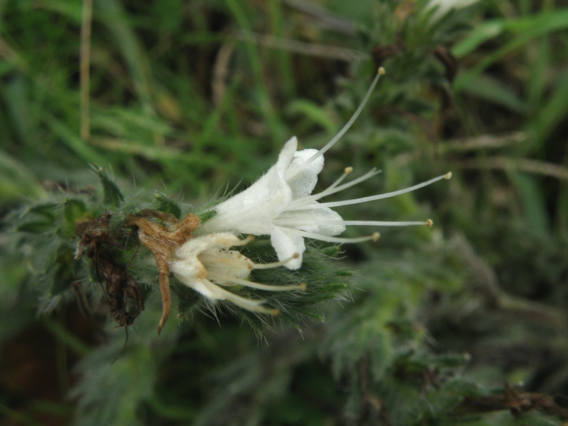 Echium italicum