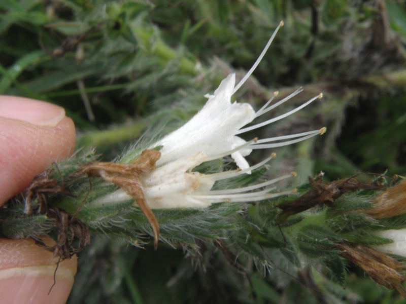 Echium italicum