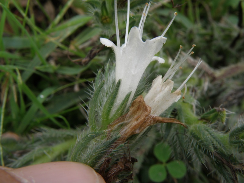 Echium italicum