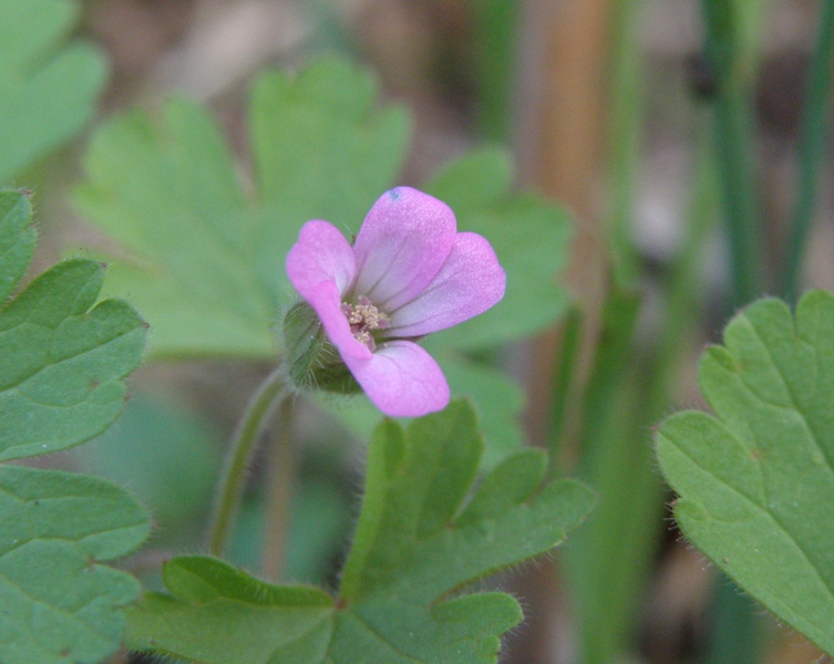 Geranium rotundifolium / Geranio malvaccino