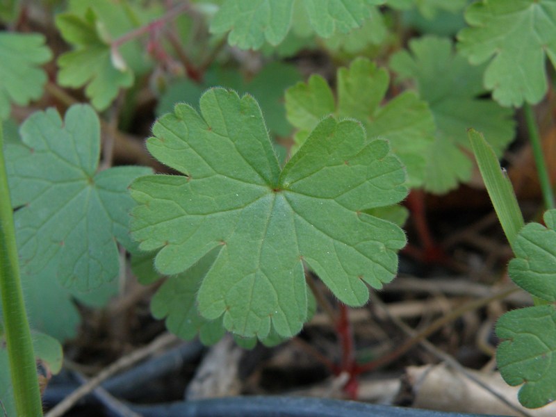 Geranium rotundifolium / Geranio malvaccino