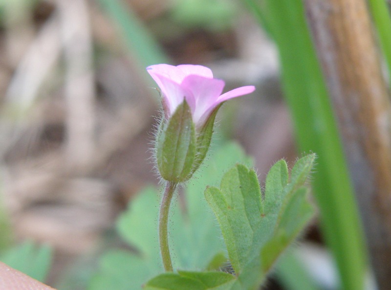 Geranium rotundifolium / Geranio malvaccino