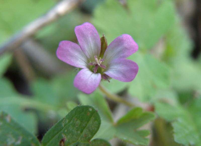 Geranium rotundifolium / Geranio malvaccino