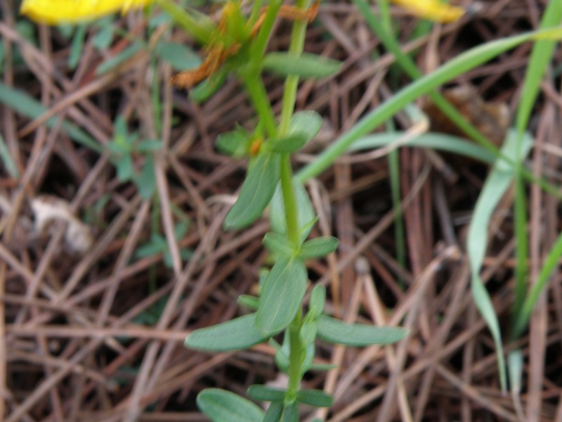 Hypericum perforatum