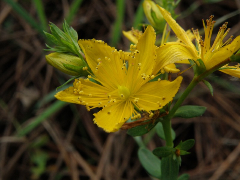 Hypericum perforatum