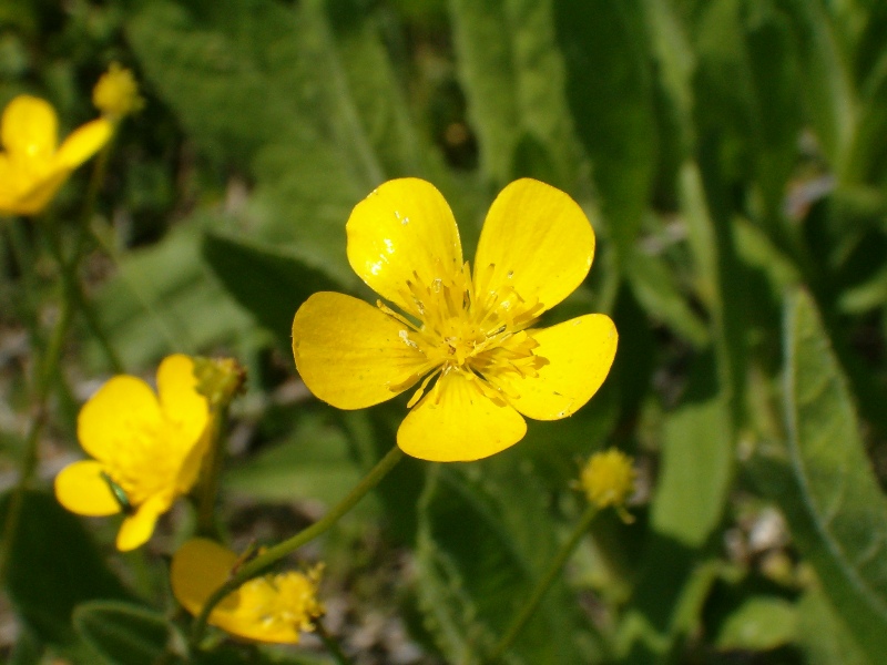 Diplotaxis tenuifolia