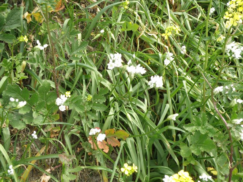 Allium neapolitanum