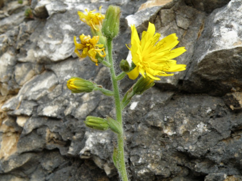 Monte San Vicino  (q slm tra 1000 e 1200 m ) - Hieracium sp.