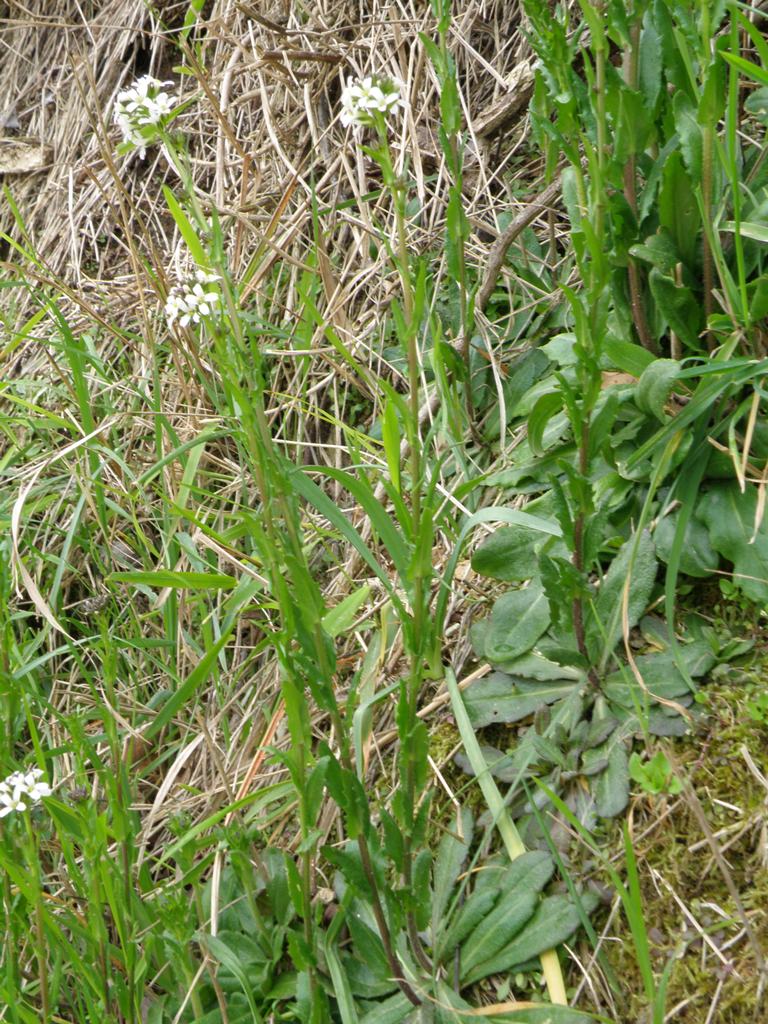 Arabis sagittata ?