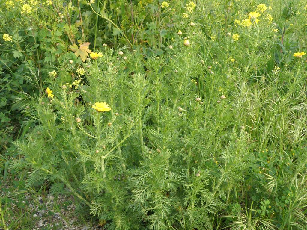 Glebionis coronaria / Crisantemo giallo