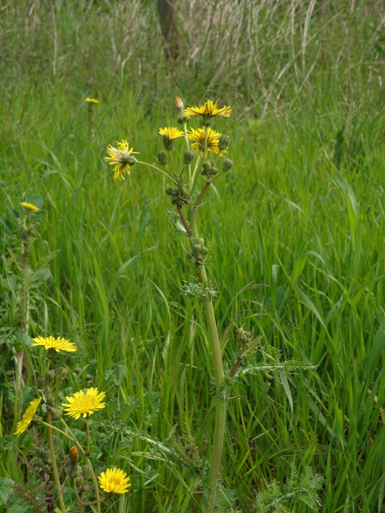 Sonchus asper / Grespino spinoso