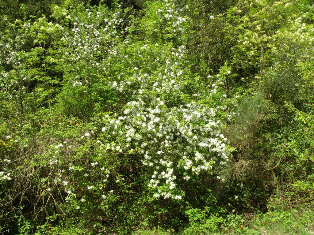 Malus sylvestris