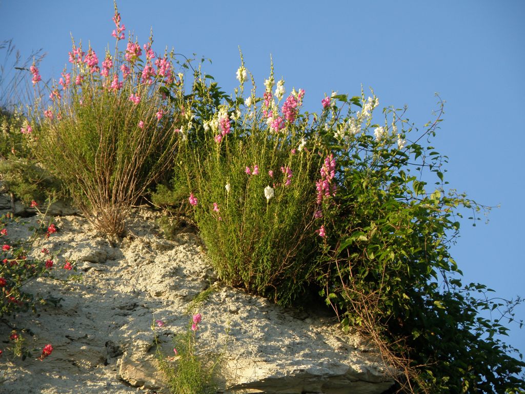 Antirrhinum majus .. curiosit