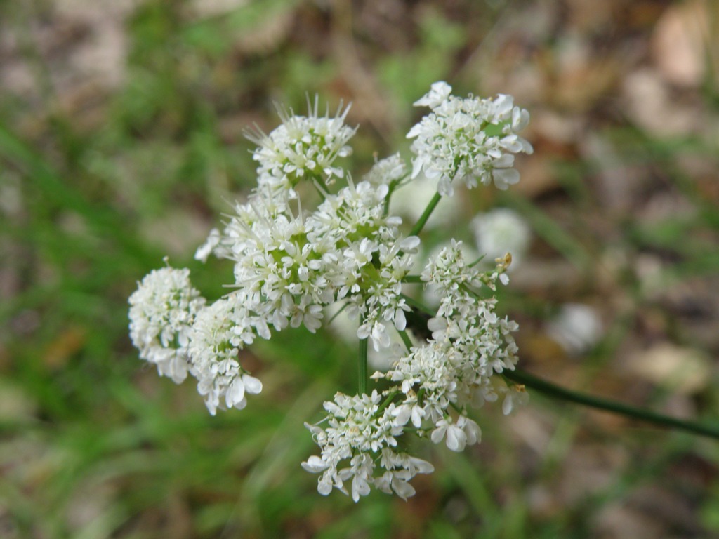 Oenanthe pimpinelloides / Finocchio acquatico comune