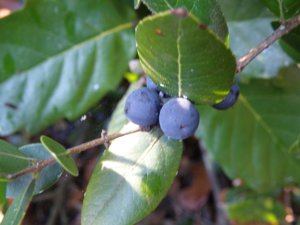 Phillyrea latifolia, bacche