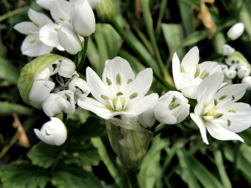 Allium neapolitanum