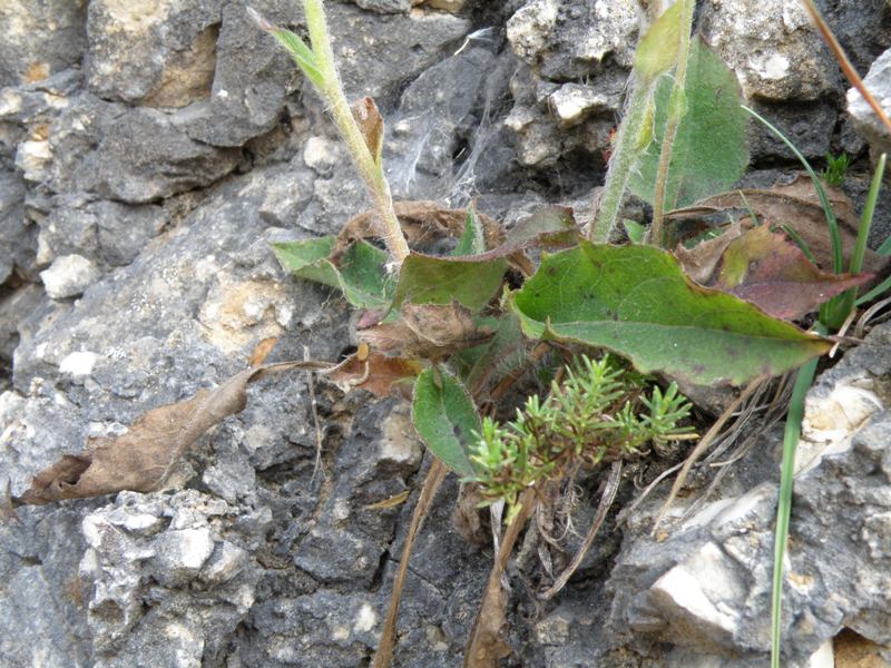 Monte San Vicino  (q slm tra 1000 e 1200 m ) - Hieracium sp.