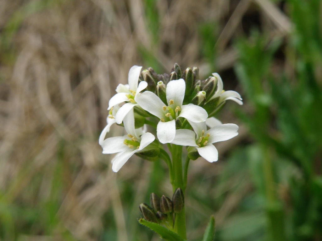 Arabis sagittata ?