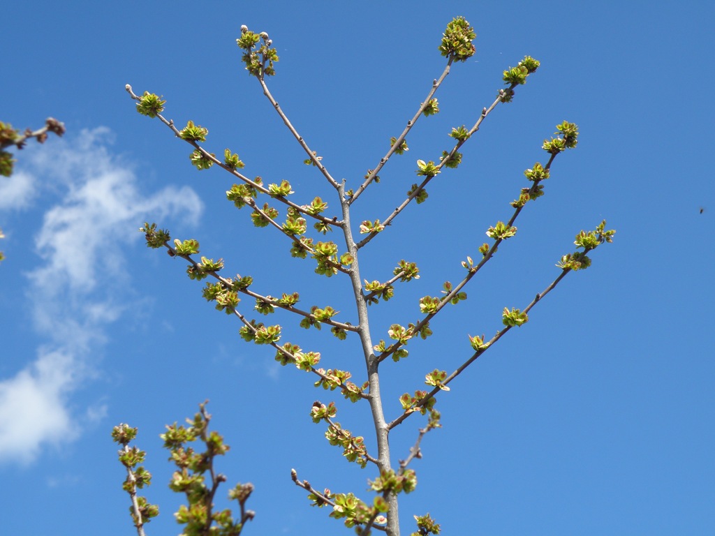 Ulmus pumila / Olmo siberiano , Natura Mediterraneo ...