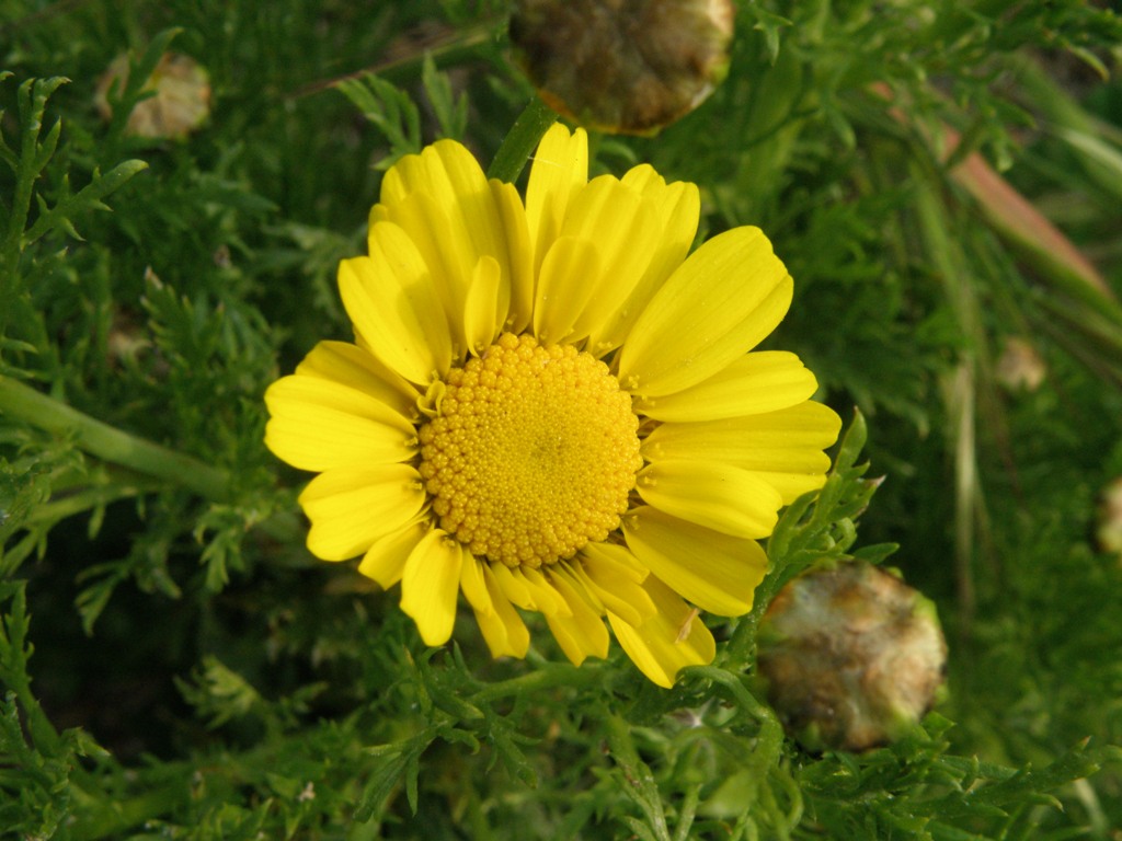 Glebionis coronaria / Crisantemo giallo