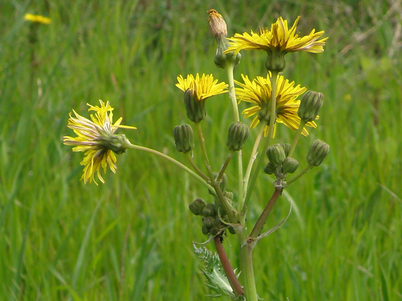 Sonchus asper / Grespino spinoso