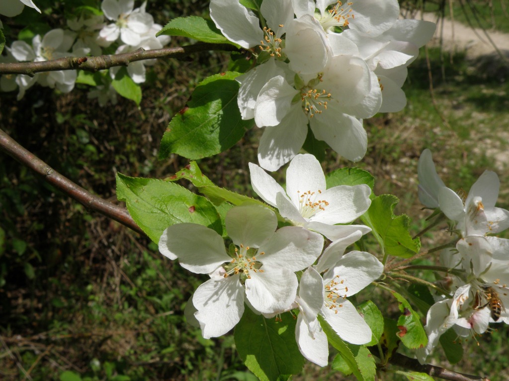 Malus sylvestris