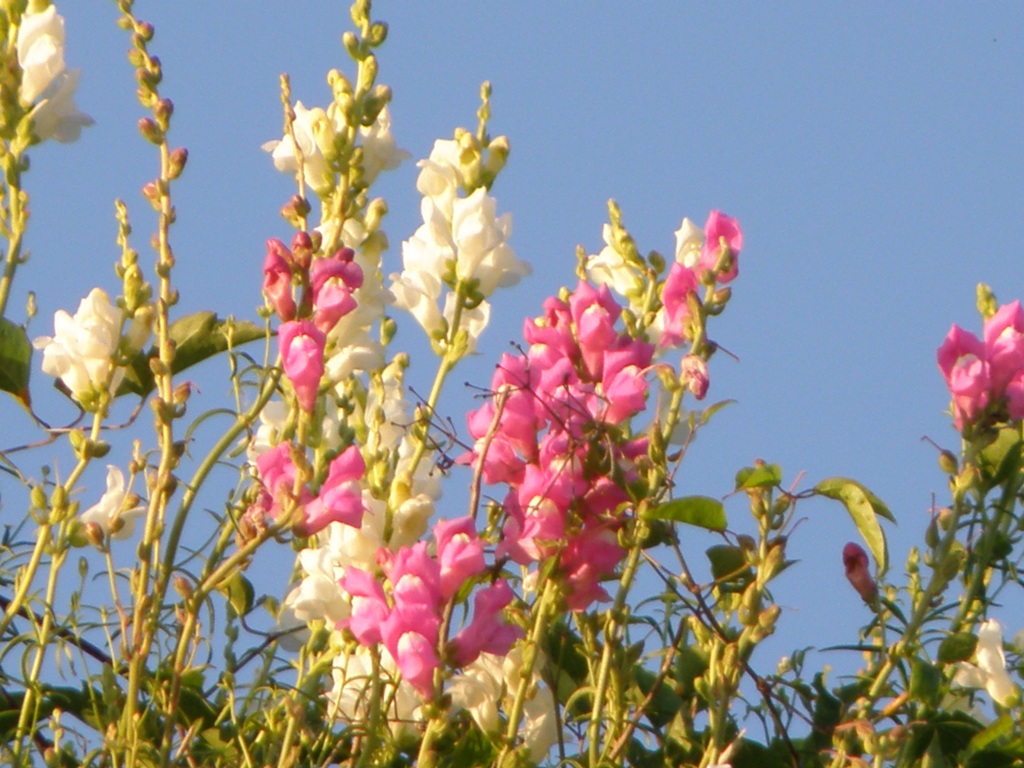 Antirrhinum majus .. curiosit