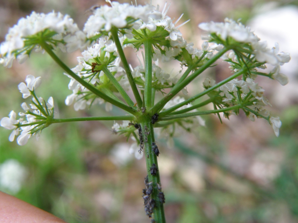 Oenanthe pimpinelloides / Finocchio acquatico comune