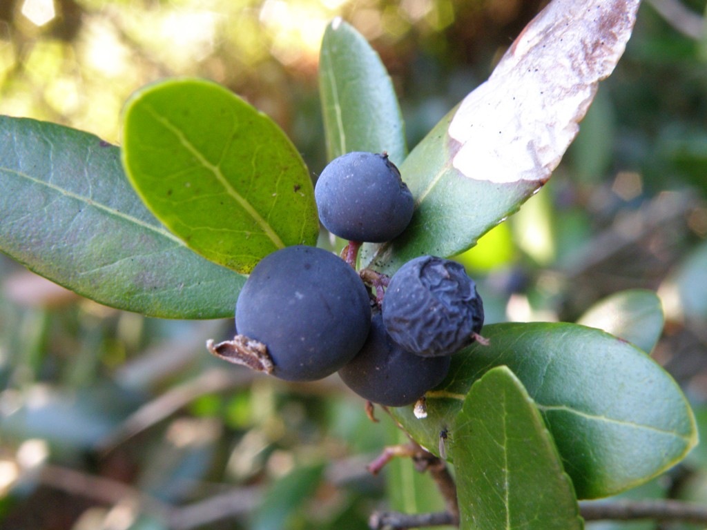 Phillyrea latifolia, bacche