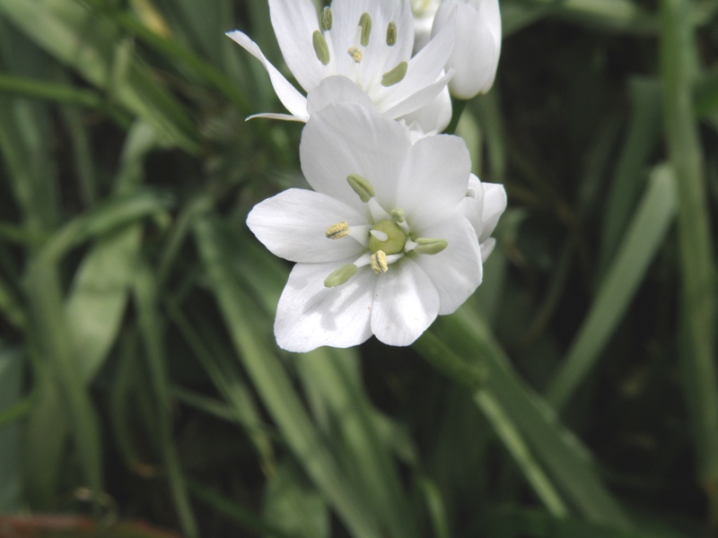 Allium neapolitanum