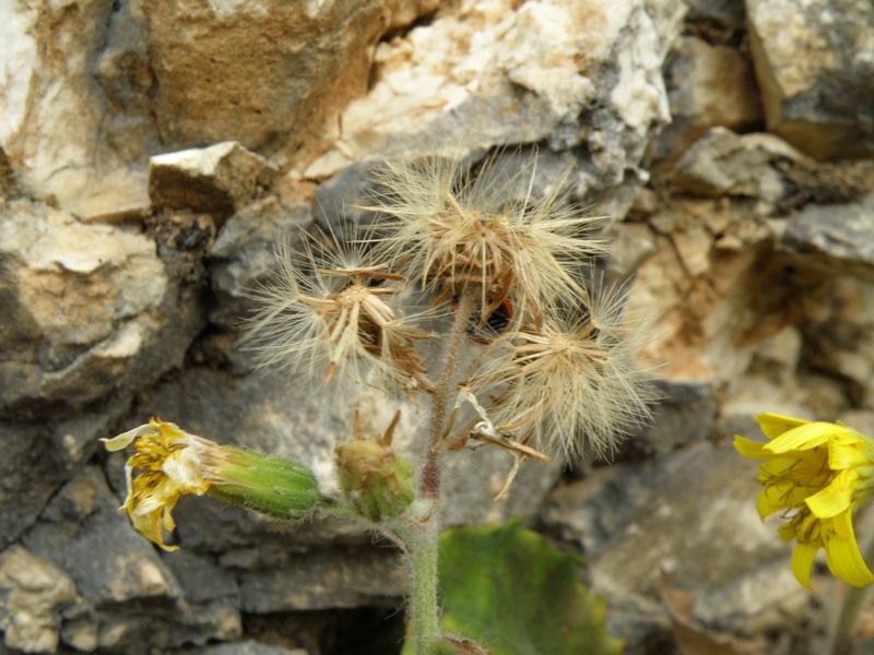 Monte San Vicino  (q slm tra 1000 e 1200 m ) - Hieracium sp.