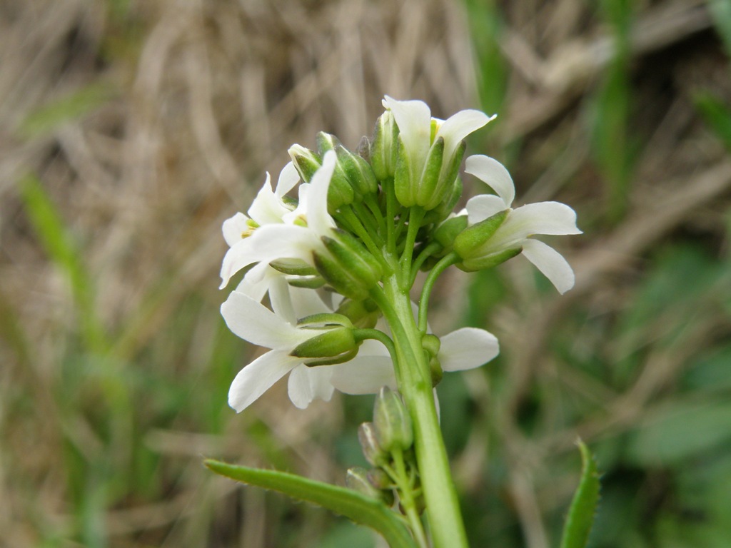 Arabis sagittata ?