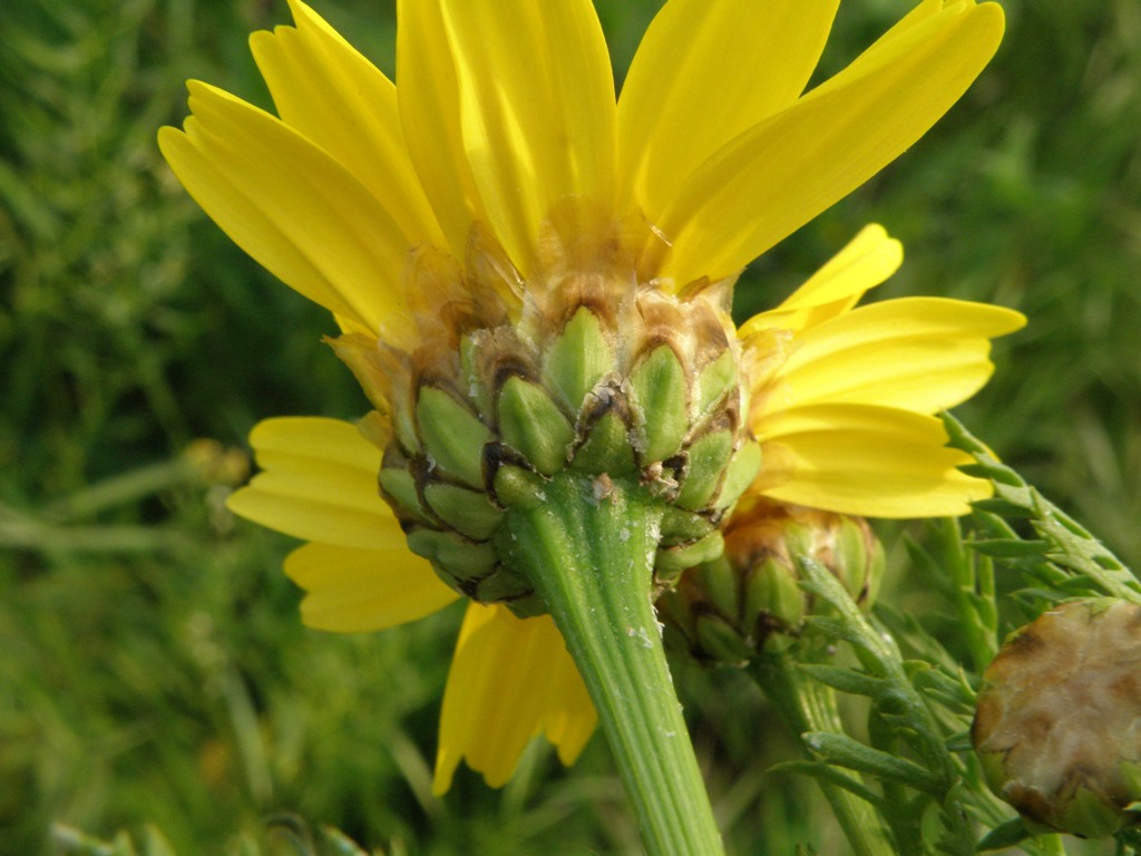 Glebionis coronaria / Crisantemo giallo