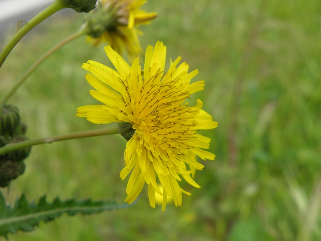 Sonchus asper / Grespino spinoso