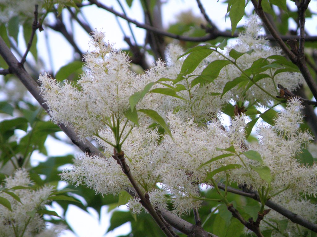 Albero fiorito - Fraxinus ornus