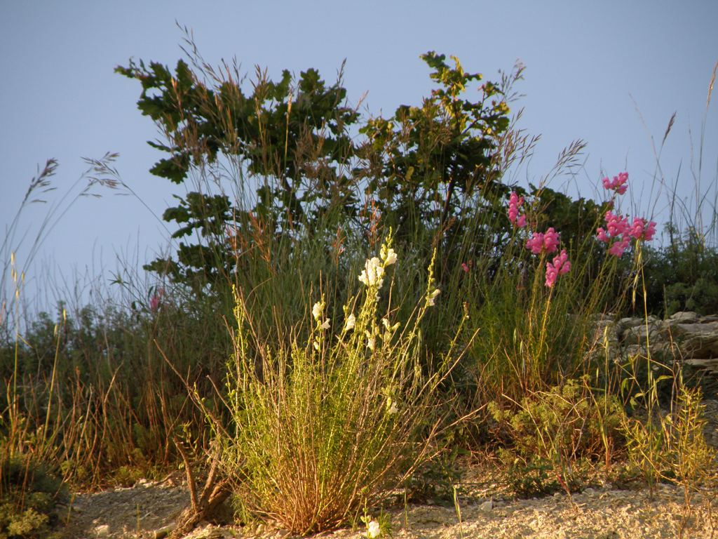 Antirrhinum majus .. curiosit