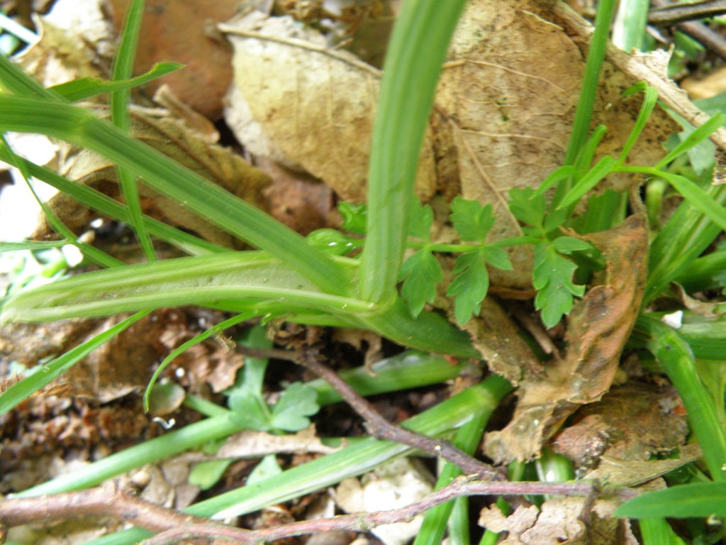 Oenanthe pimpinelloides / Finocchio acquatico comune