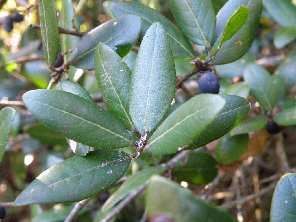 Phillyrea latifolia, bacche