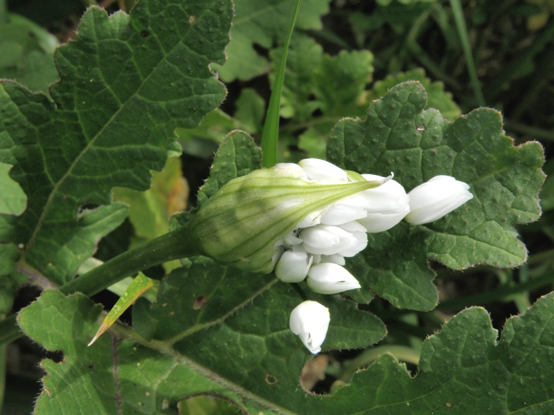 Allium neapolitanum