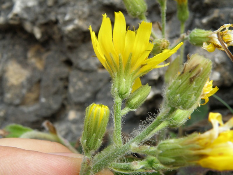 Monte San Vicino  (q slm tra 1000 e 1200 m ) - Hieracium sp.