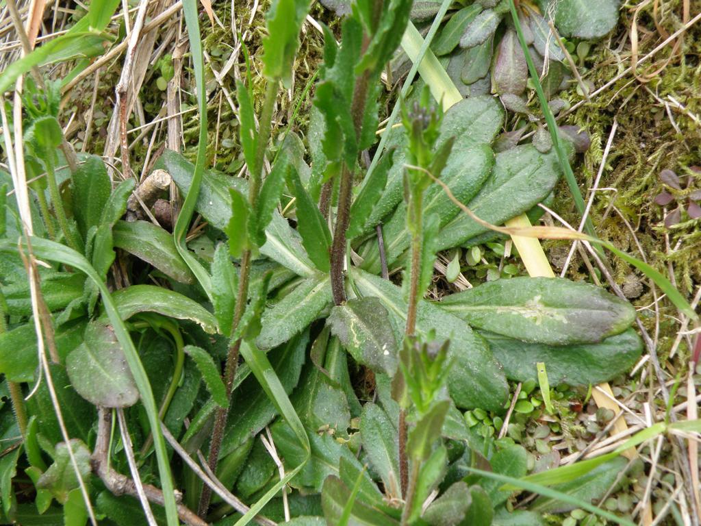 Arabis sagittata ?