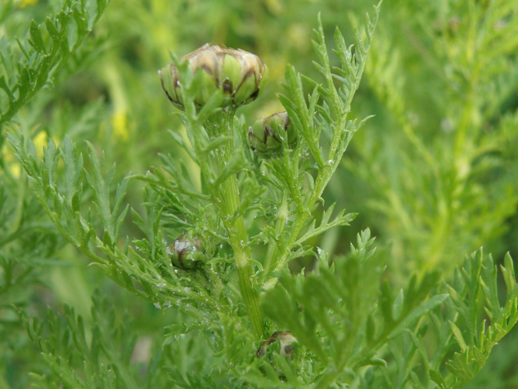 Glebionis coronaria / Crisantemo giallo