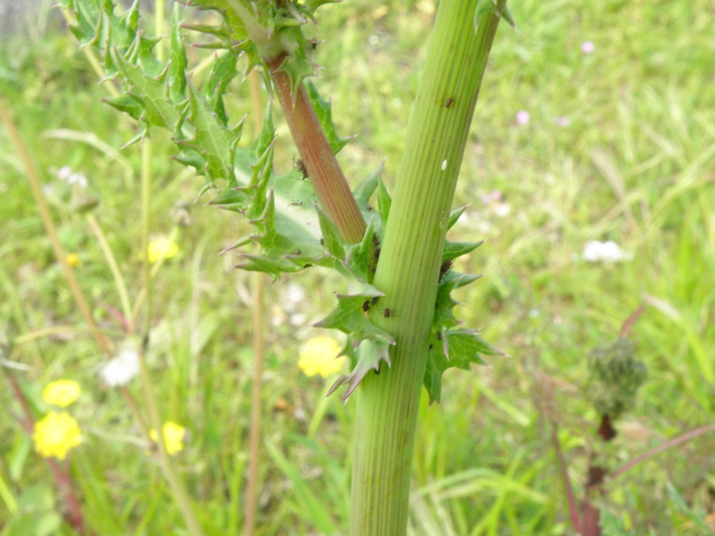 Sonchus asper / Grespino spinoso