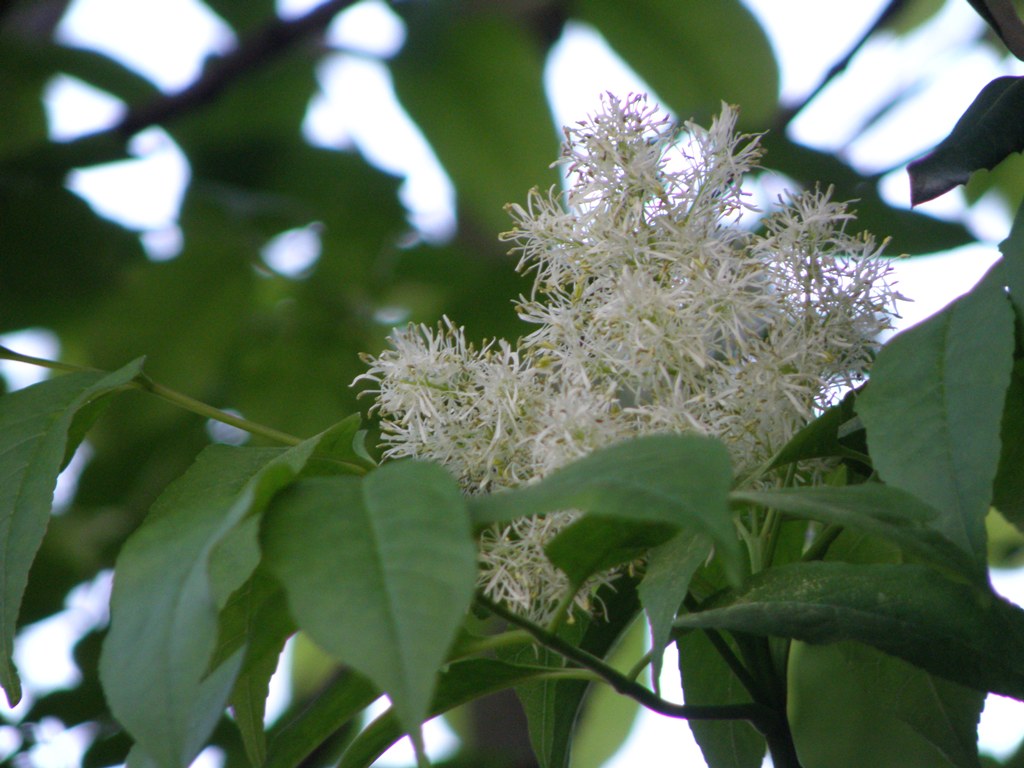 Albero fiorito - Fraxinus ornus