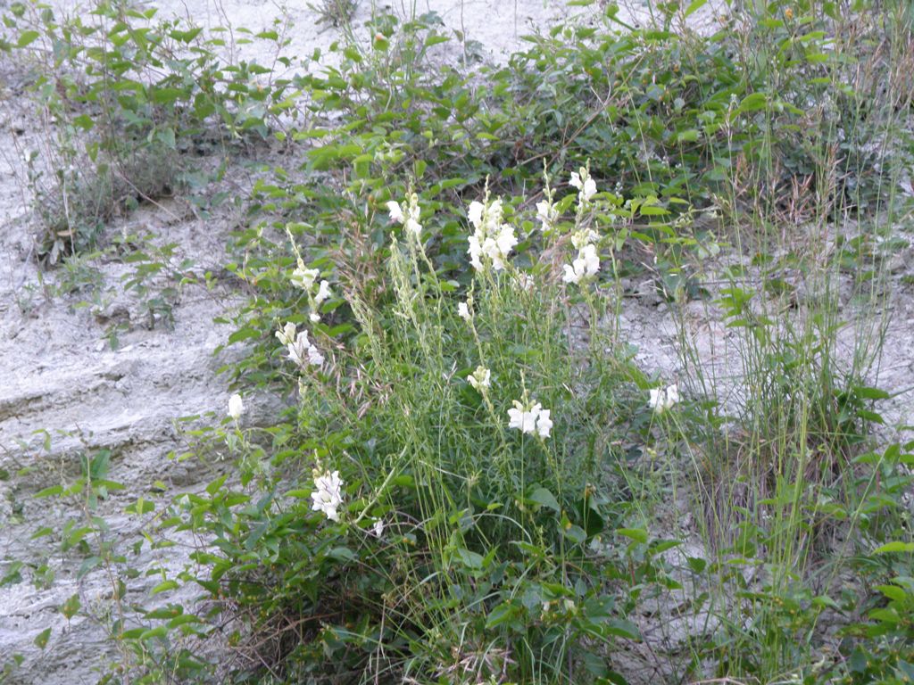 Antirrhinum majus .. curiosit