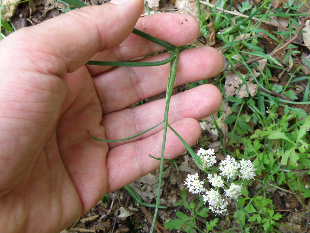 Oenanthe pimpinelloides / Finocchio acquatico comune